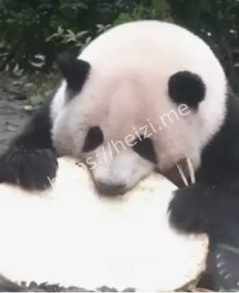 大熊猫花花啃大饼