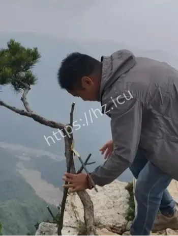 南太行网红松树失窃